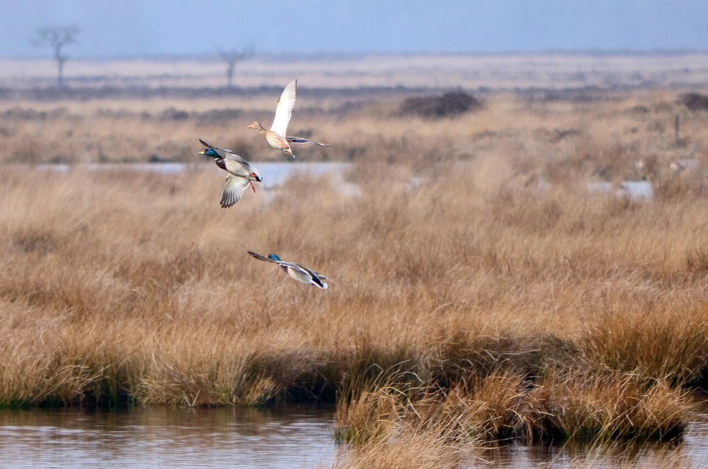 Enten im Dwingelderveld