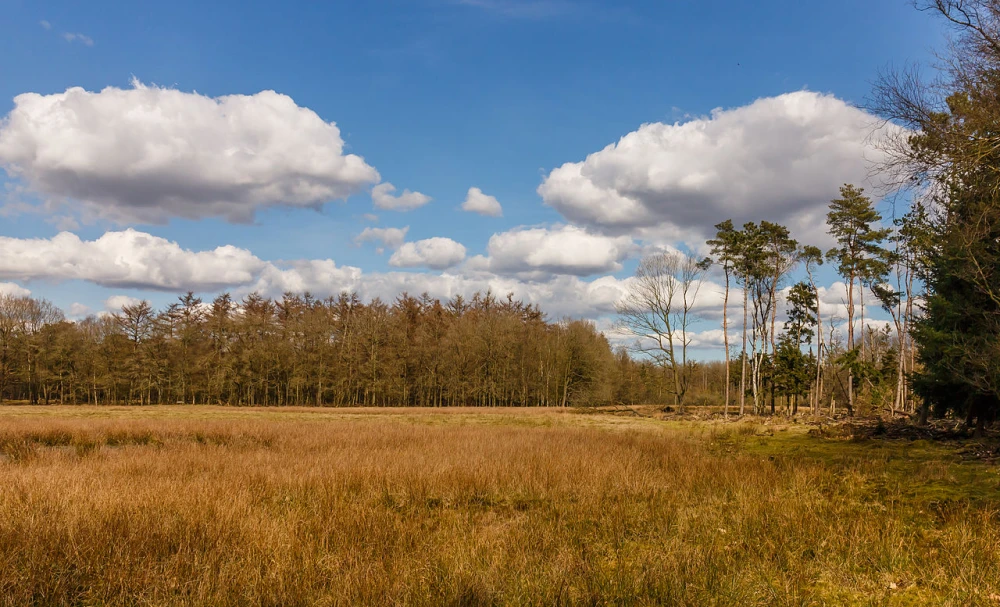 Das Dieverzand im Drents-Friese Wold