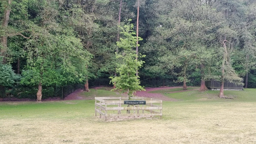 Friedensbaum im Hertenkamp