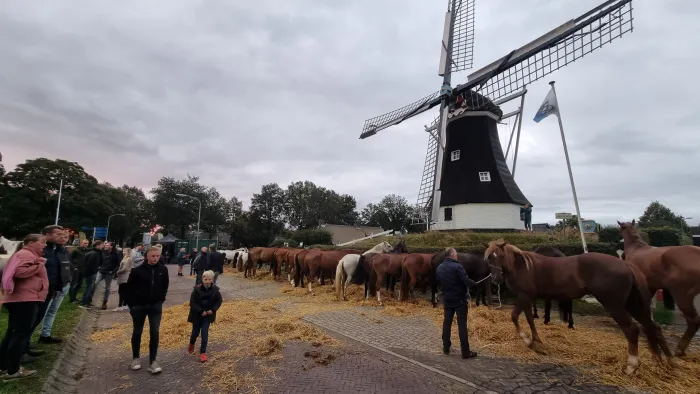 Pferde zum Verkauf vor der Rolder Mühle