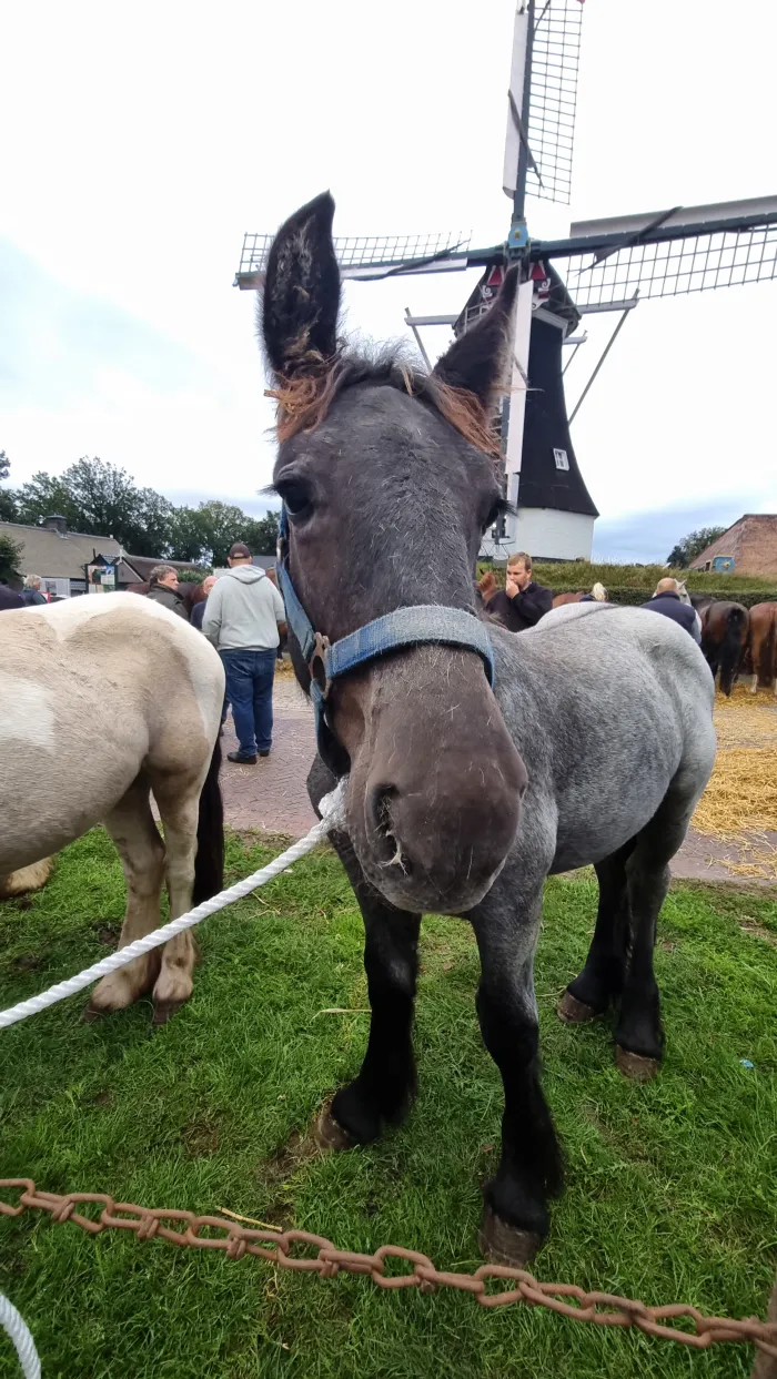 Ein Fohlen eines Belgischen Kaltbluts auf dem Pferdemarkt