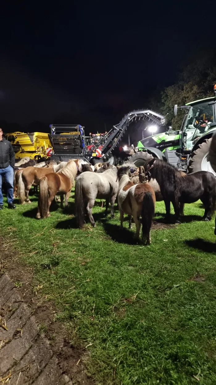 Ponys auf dem Pferdemarkt, noch vor Tagesanbruch