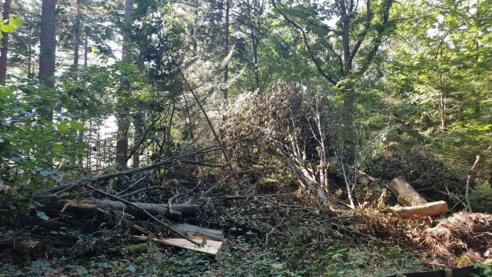 Sturmschäden im Wald