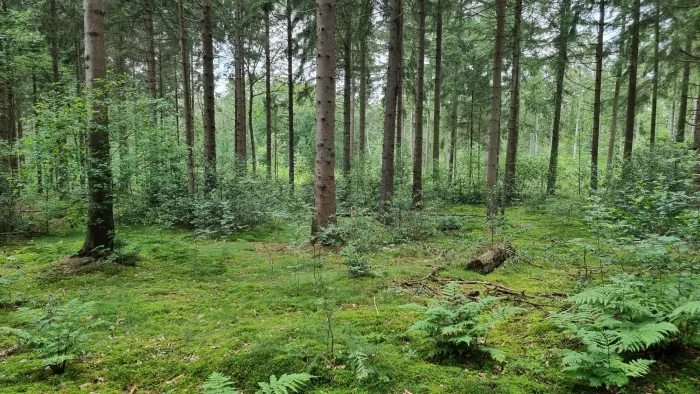 Forest near Rolde, archive photo