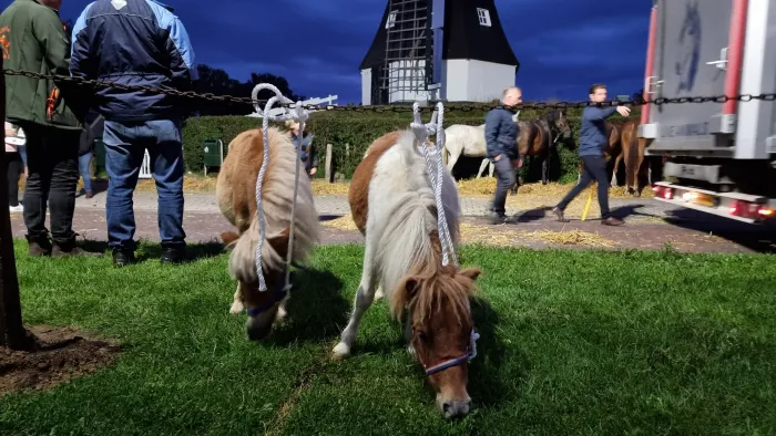 Pony's bie de Rolder molen, vroeg in de ochtend op de peerdenmarkt van 2024