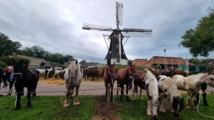 Peerden en pony's veur de Rolder molen op de peerdenmarkt van 2024