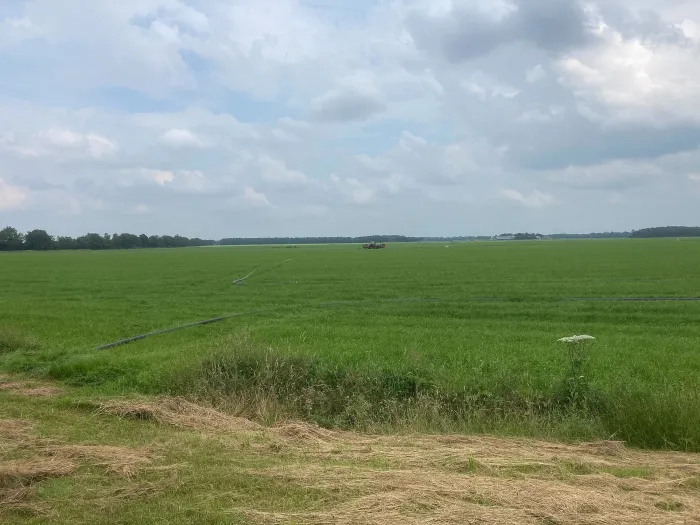 Ekehaar im Sommer 2021